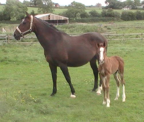 Showjumping Foals